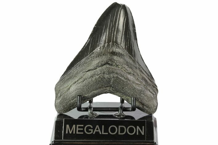 Black, Fossil Megalodon Tooth - Feeding Damaged Tip #77510